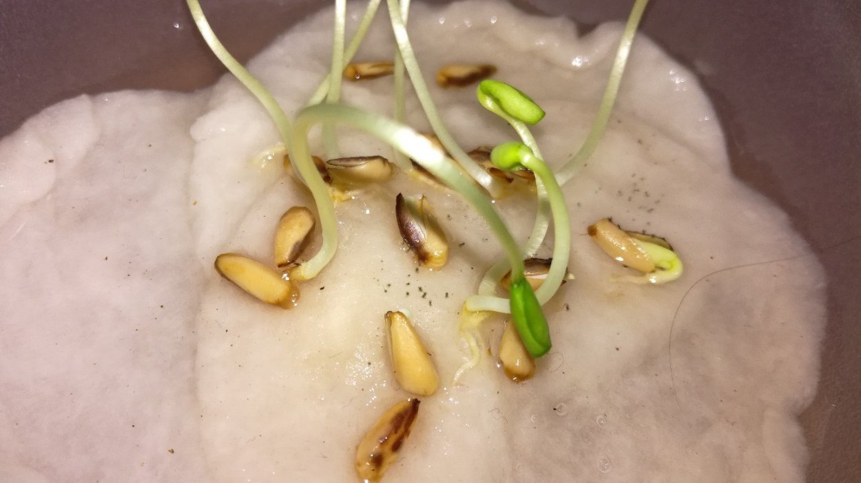 Проросшие семена граната