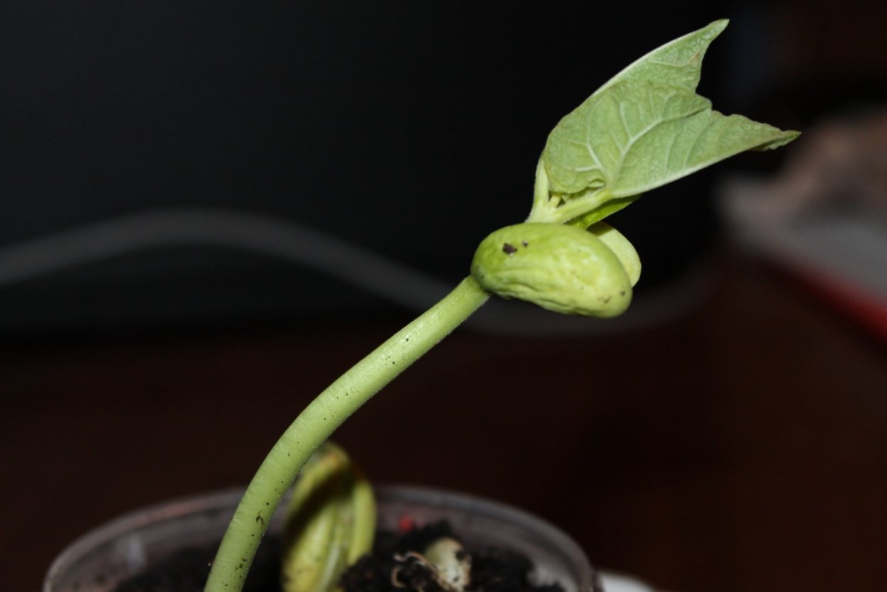 Росточки проросшей фасоли