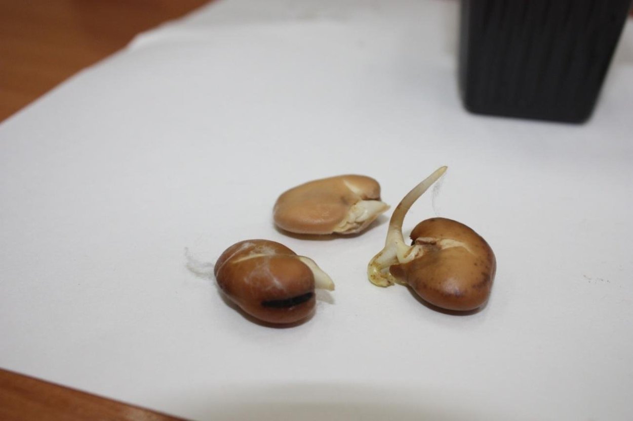 Прорастание семян Боба