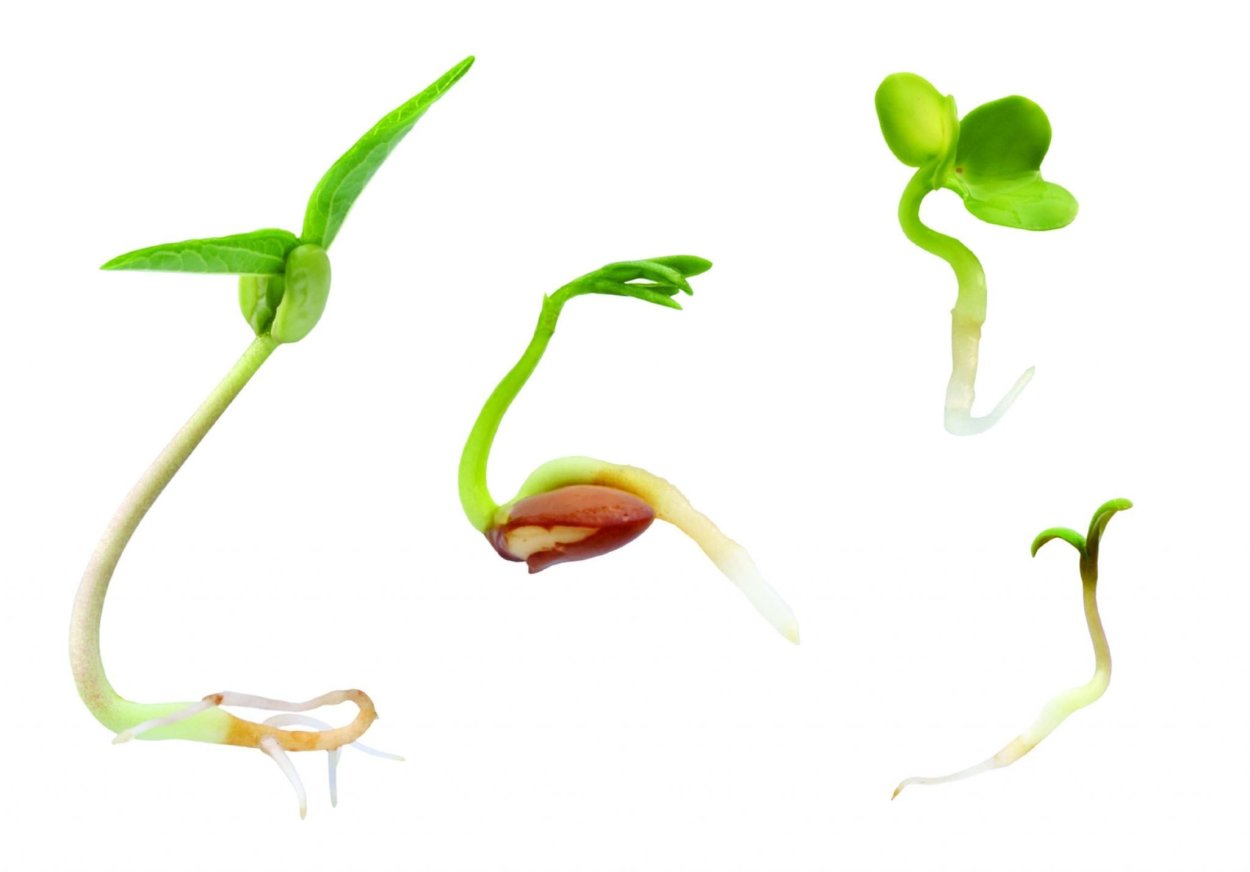 Пророщенная фасоль рисунки