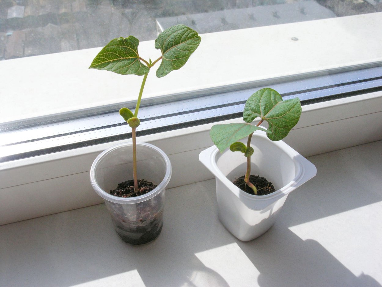 Ростки фасоли