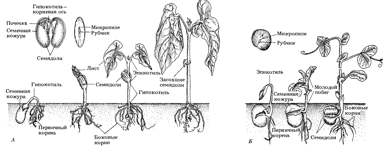 Строение проростка фасоли