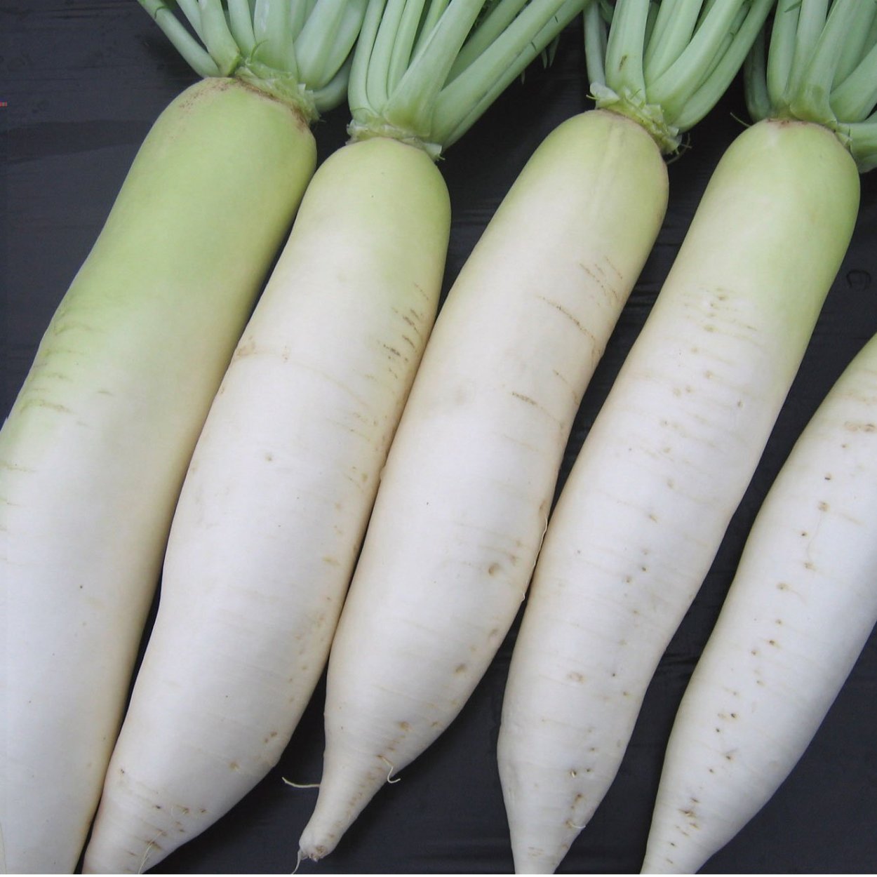 Белая редька дайкон