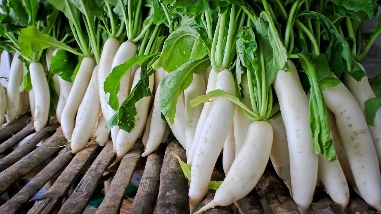 Редька дайкон