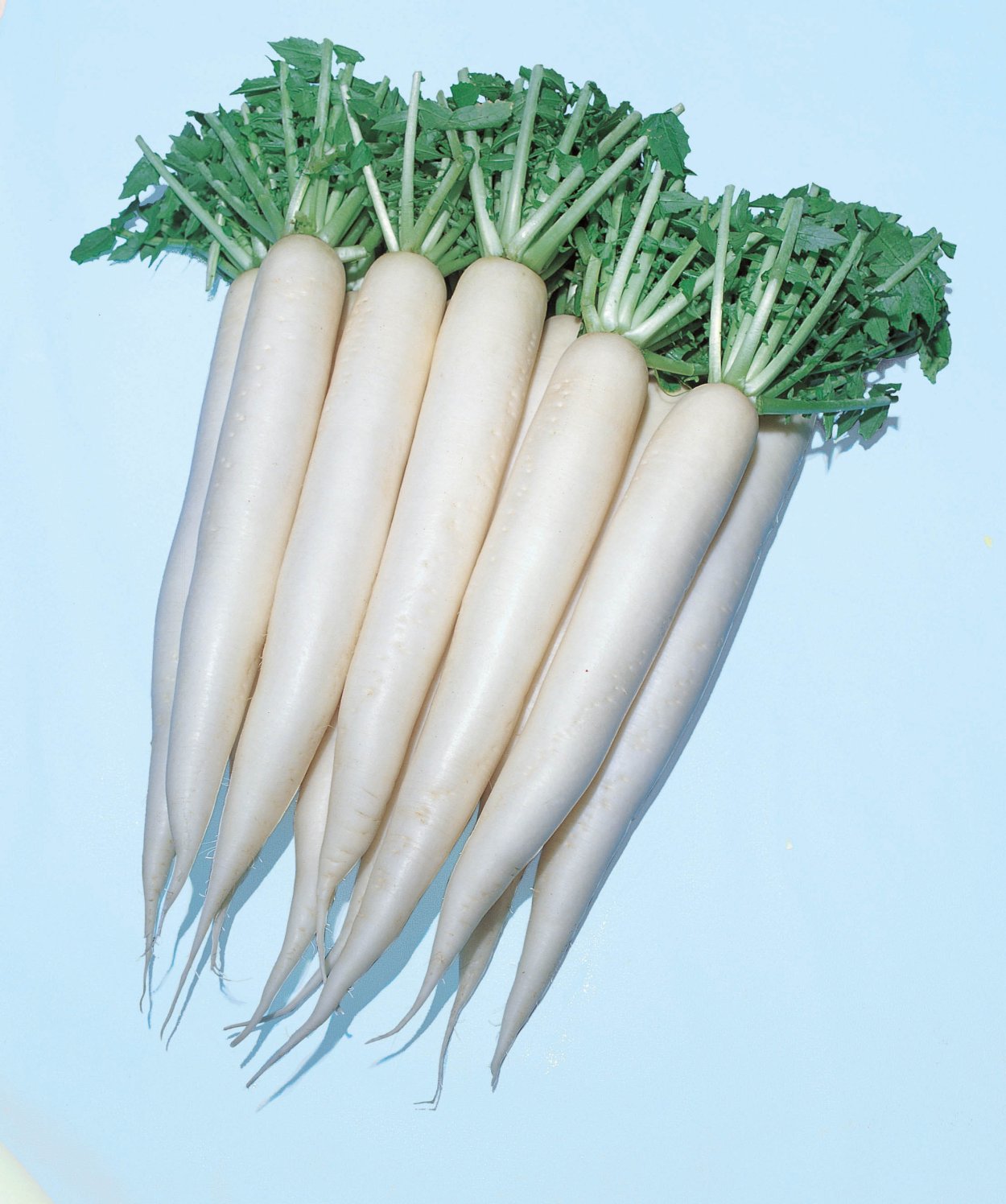 Японская редька дайкон