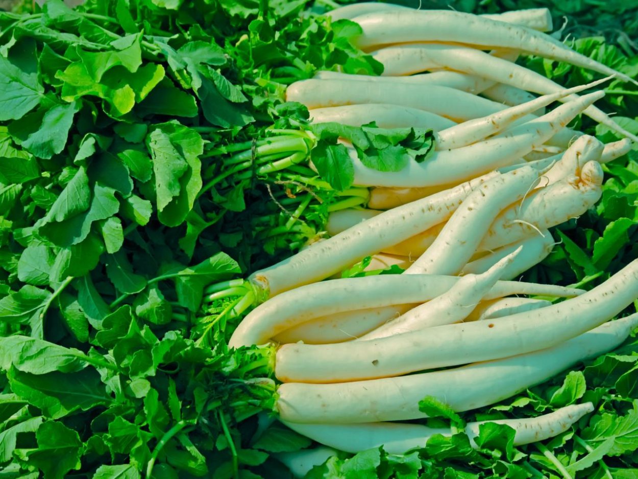 Дайкон зеленый