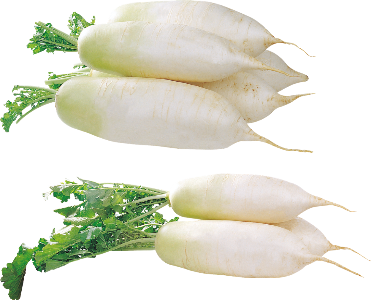 Редька овощ на белом фоне