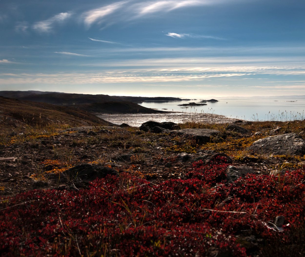 Арктическая тундра