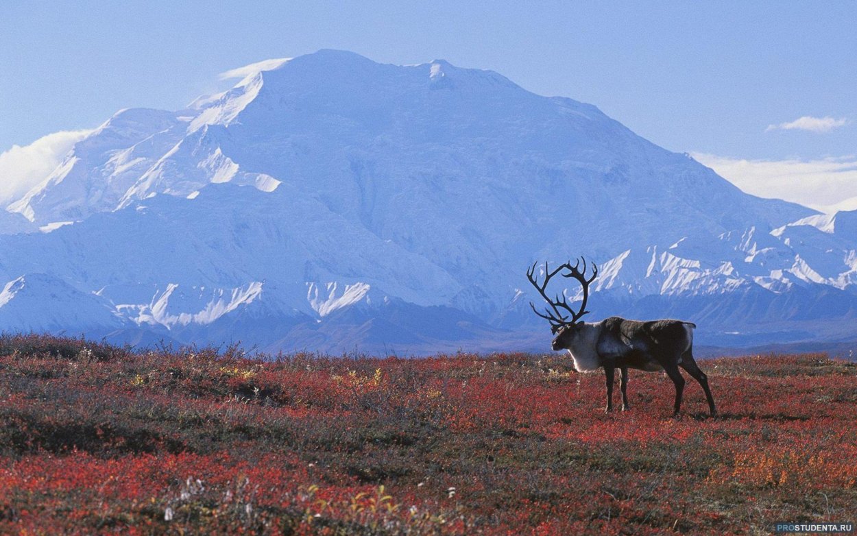 Климат тундры субарктический