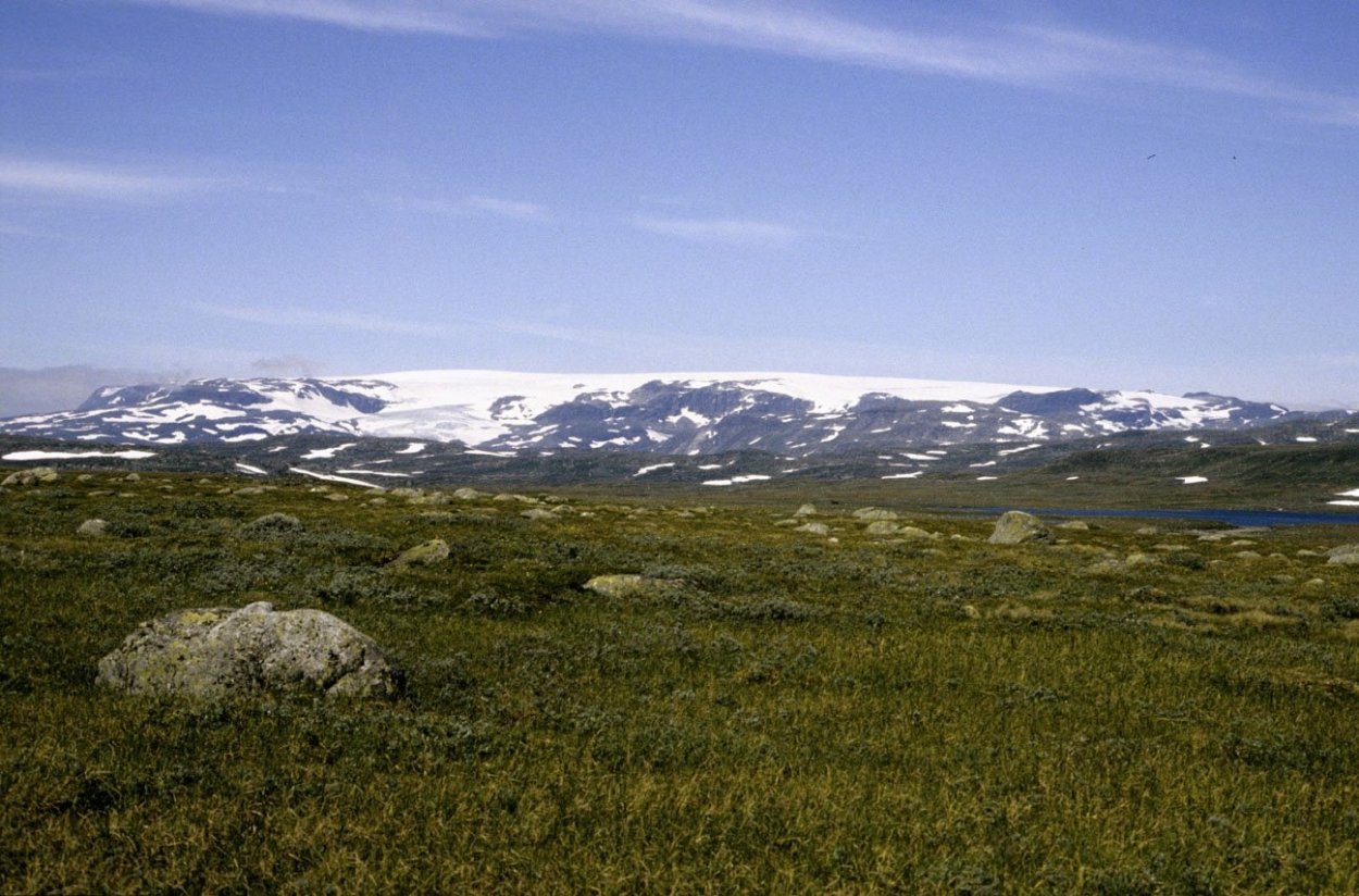 Арктика тундра лесотундра