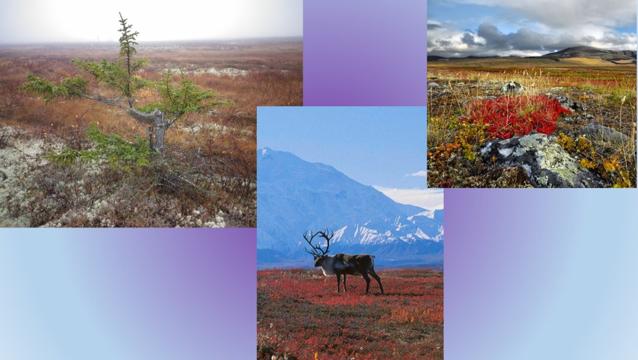 Тундра лесотундра степь