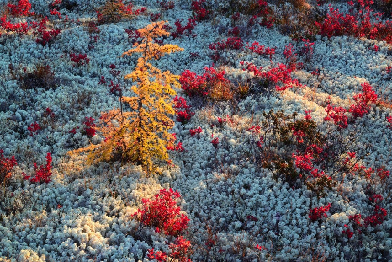 Колымская тундра