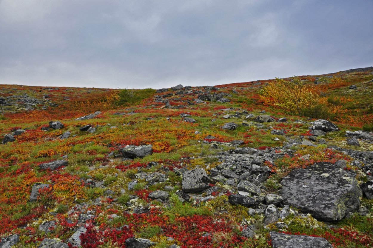 Холодная тундра России