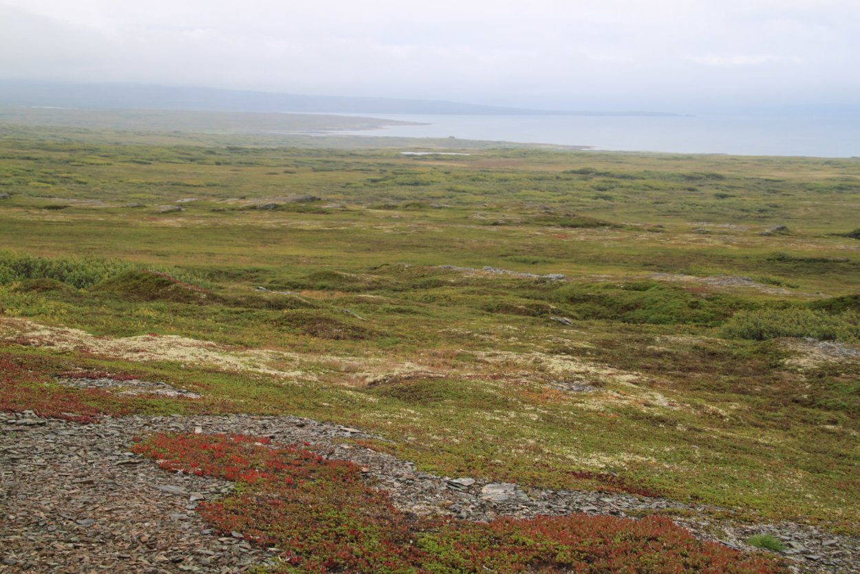Пятнистая тундра Западная Сибирь