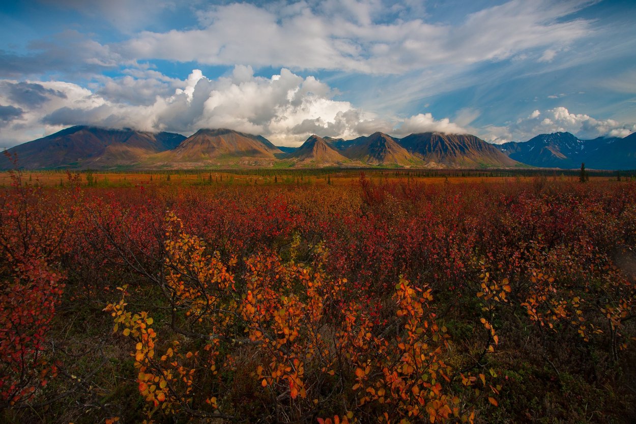 Тундра России