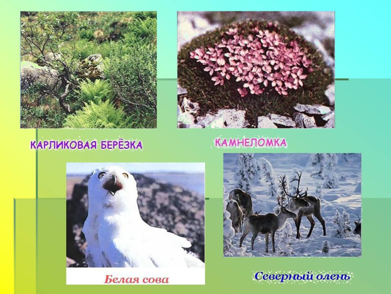 Животные и растения тундры Евразии