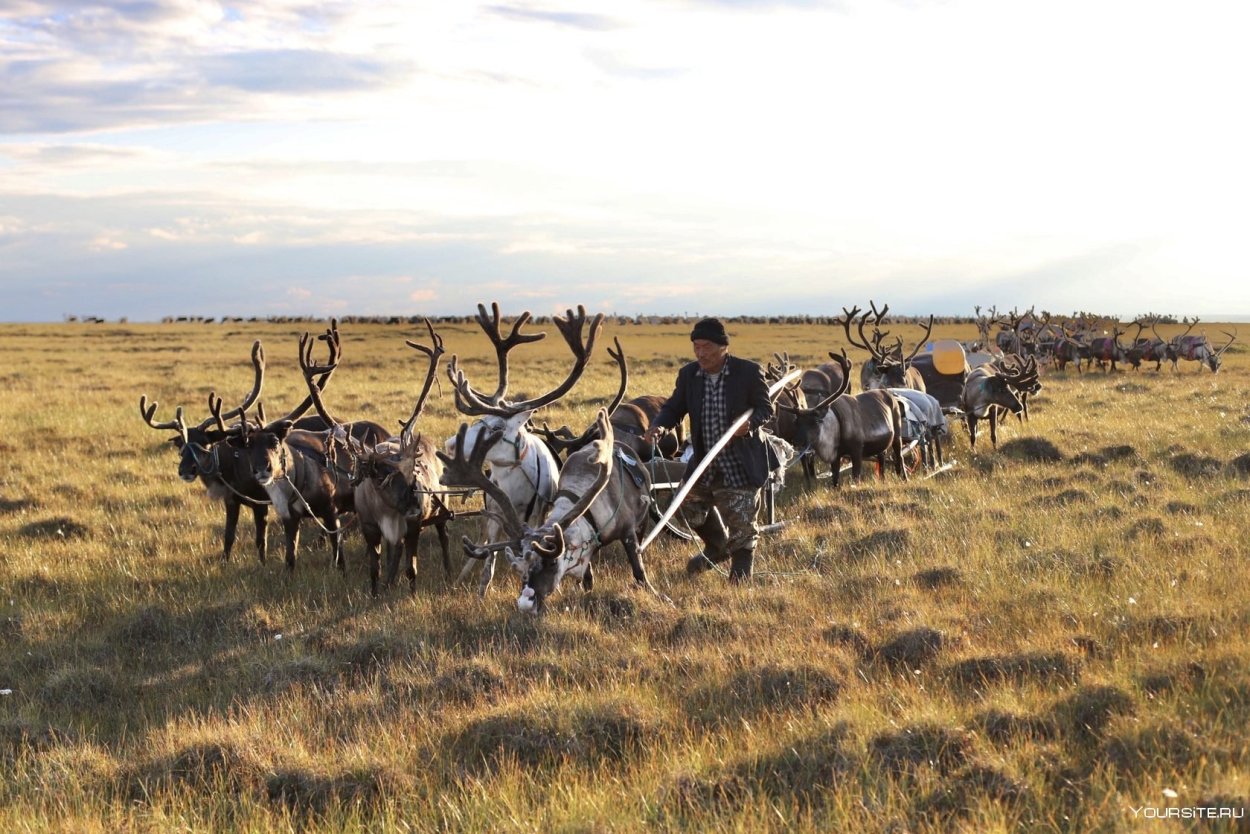 Тундра Ямал лето