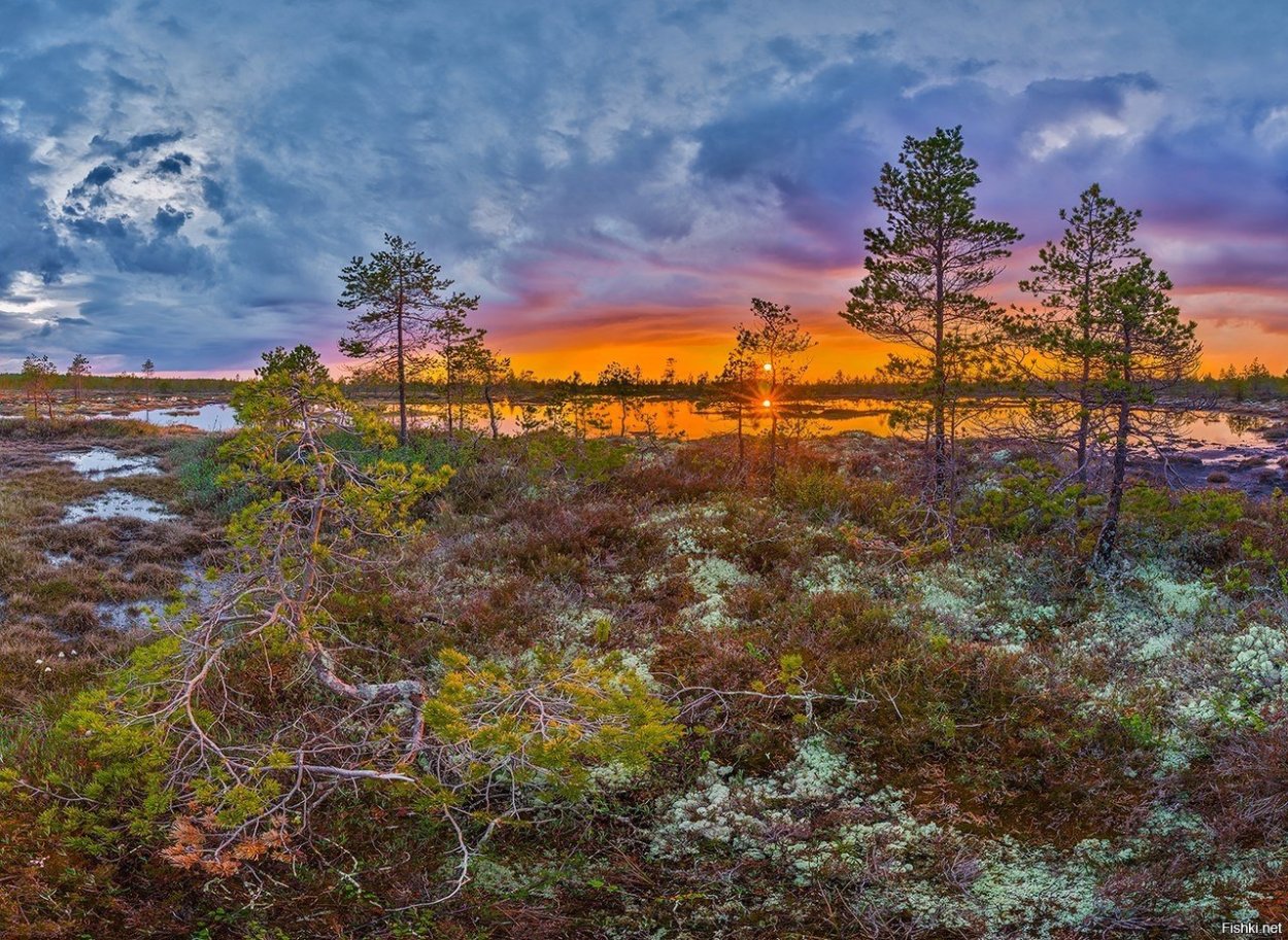 Архангельская область лесотундра
