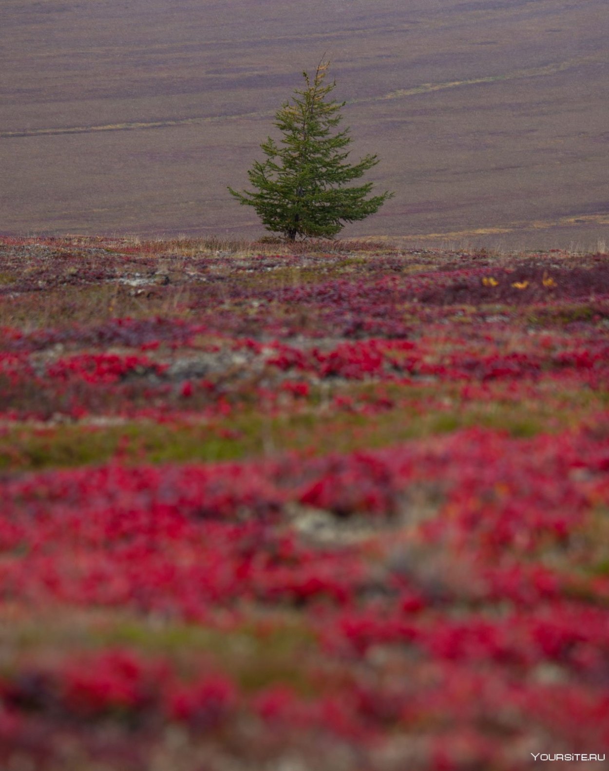 Арктическая тундра России