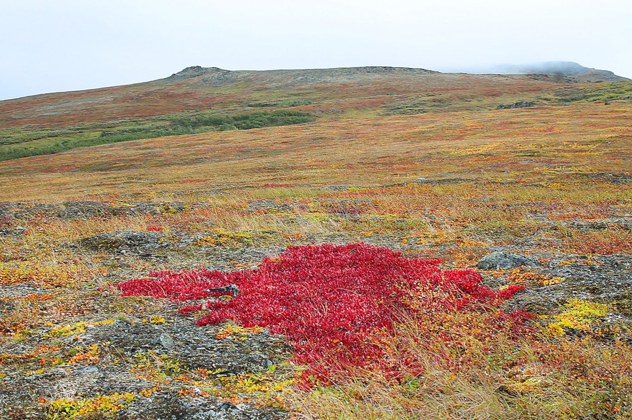 Мохово-лишайниковая тундра