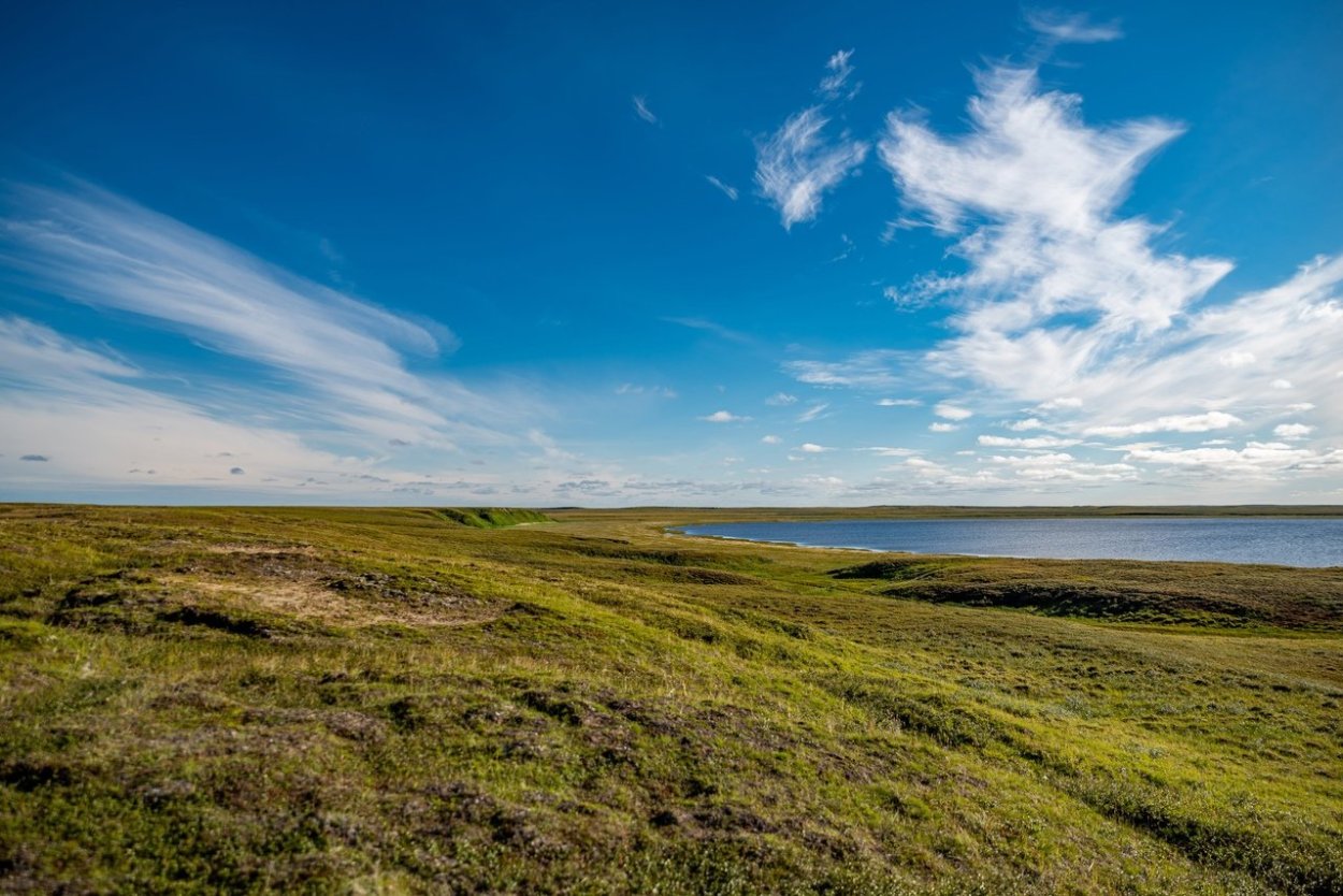 Заозеренные торфяннкики тундра
