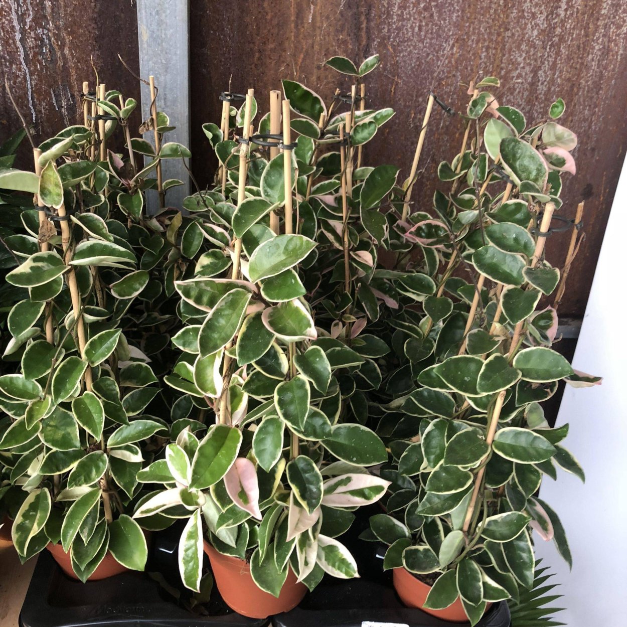 Хойя Кримсон Квин