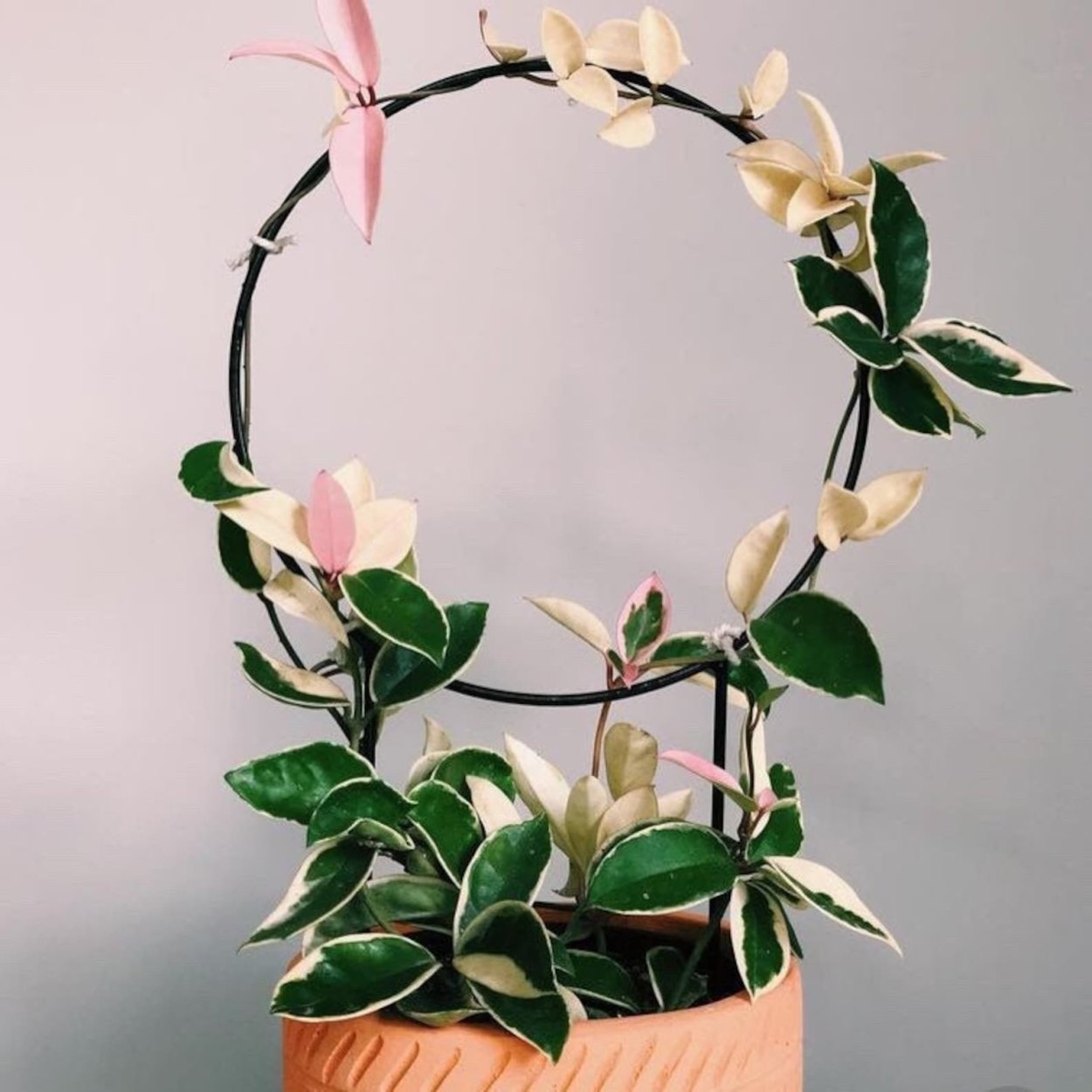 Карноза оррисклес