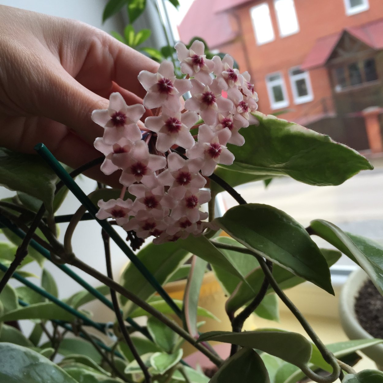 Хойя Krimson Queen