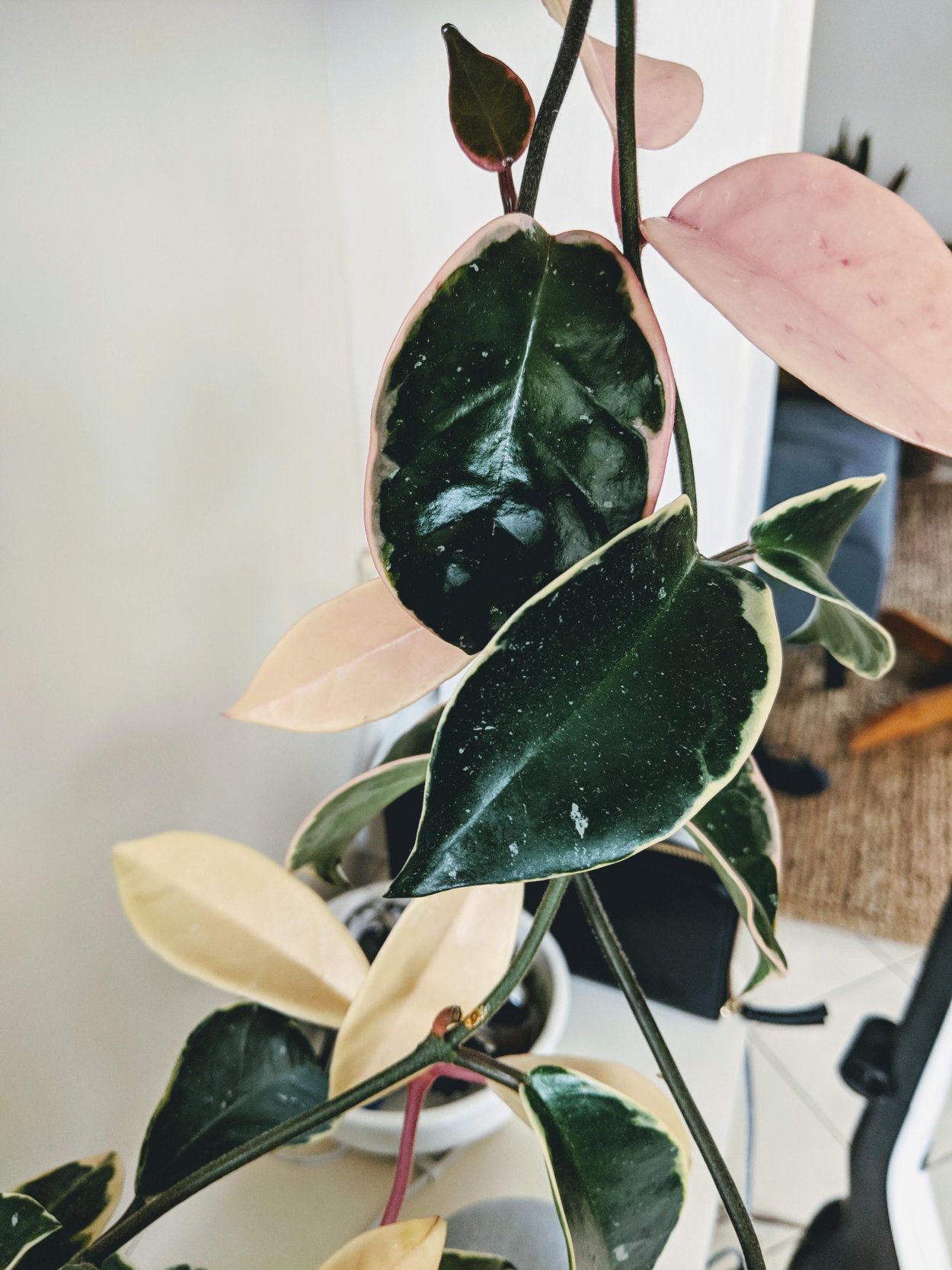 Хойя Кримсон Квин