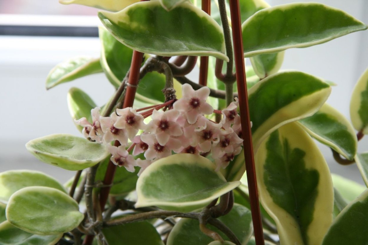 Хойя Кримсон Квин и Триколор