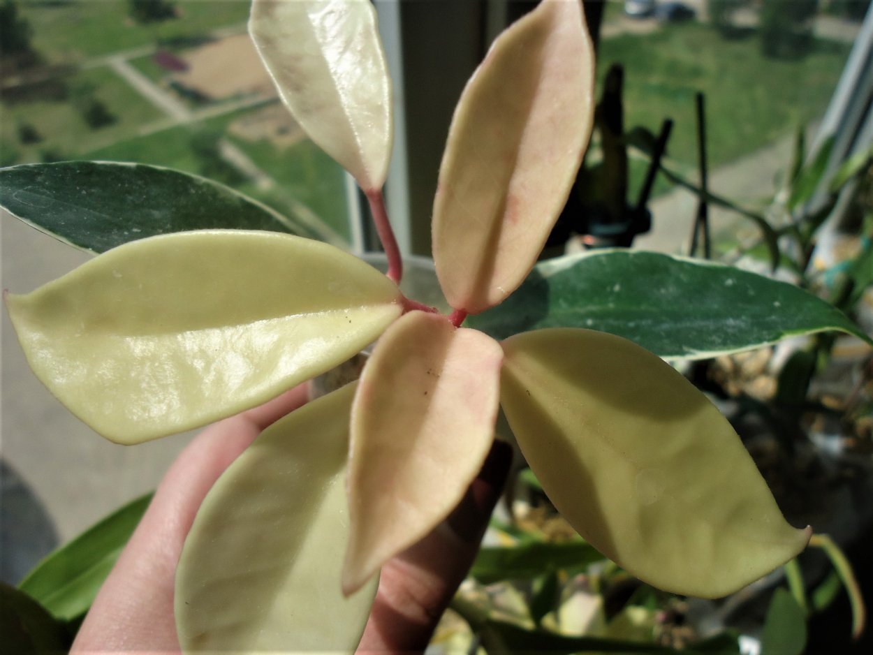 Hoya carnosa Krimson Queen