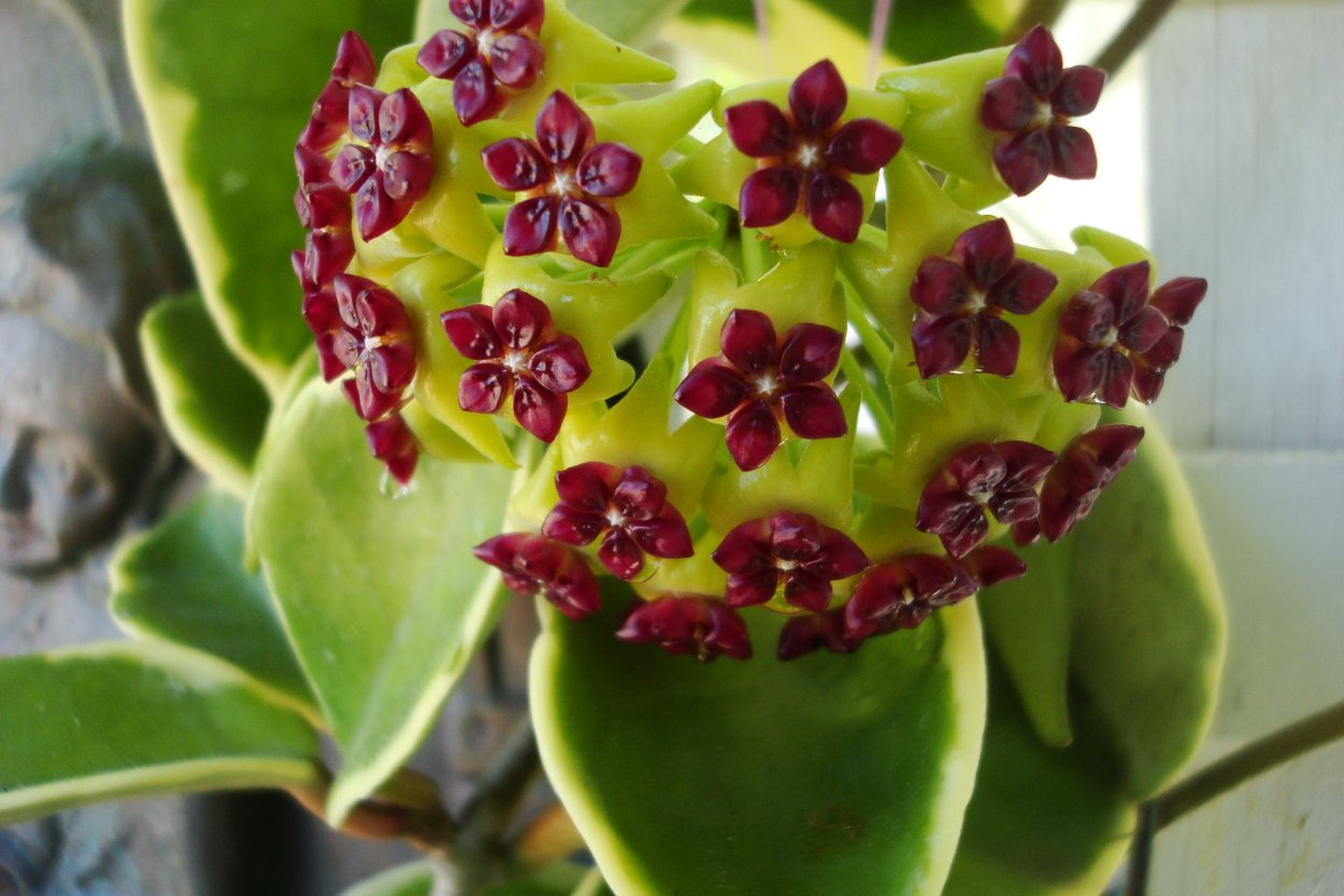 Хойя Карноза Кримсон