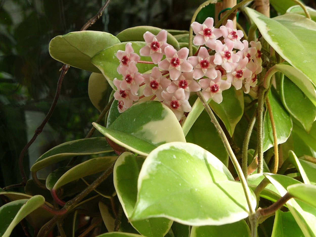 Хойя Кримсон Квин