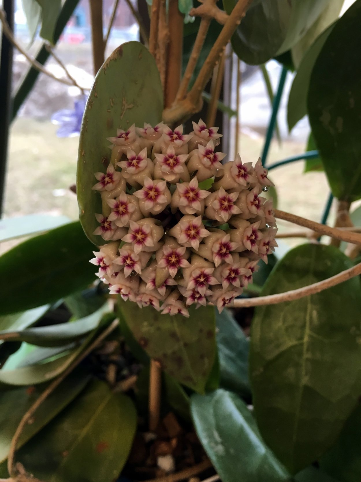 Хойя паразитика Блэк