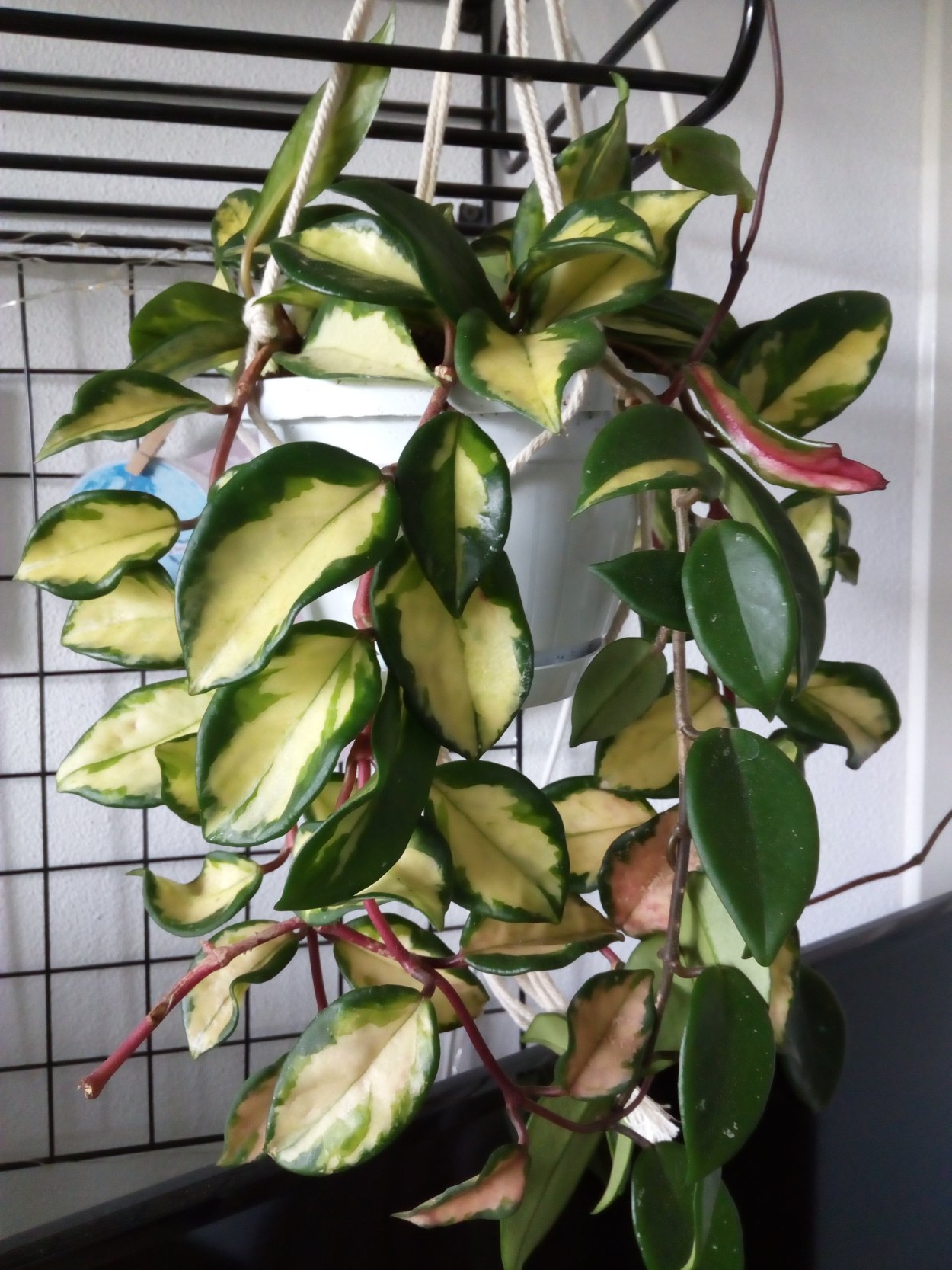 Хойя Карноза Tricolor