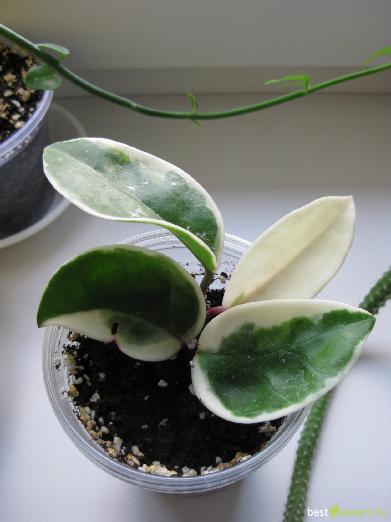 Хойя Кримсон Квин