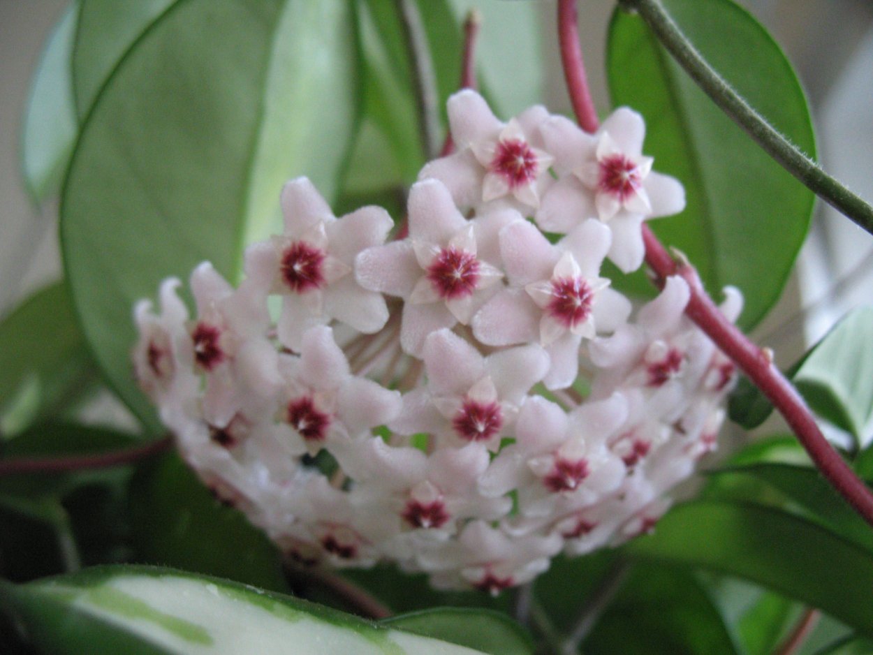 Хойя Садовая розовая