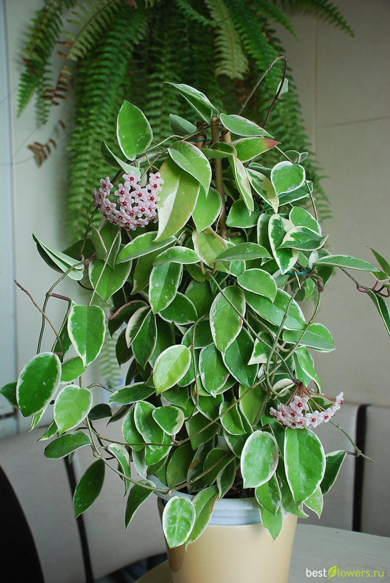 Хойя Карноза Альбомаргината