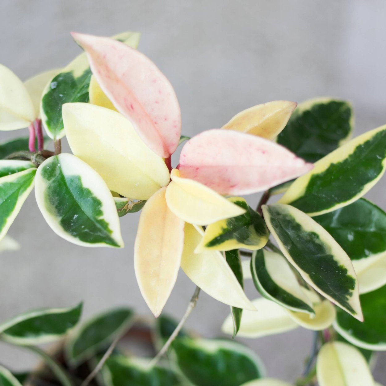 Hoya walliniana variegata