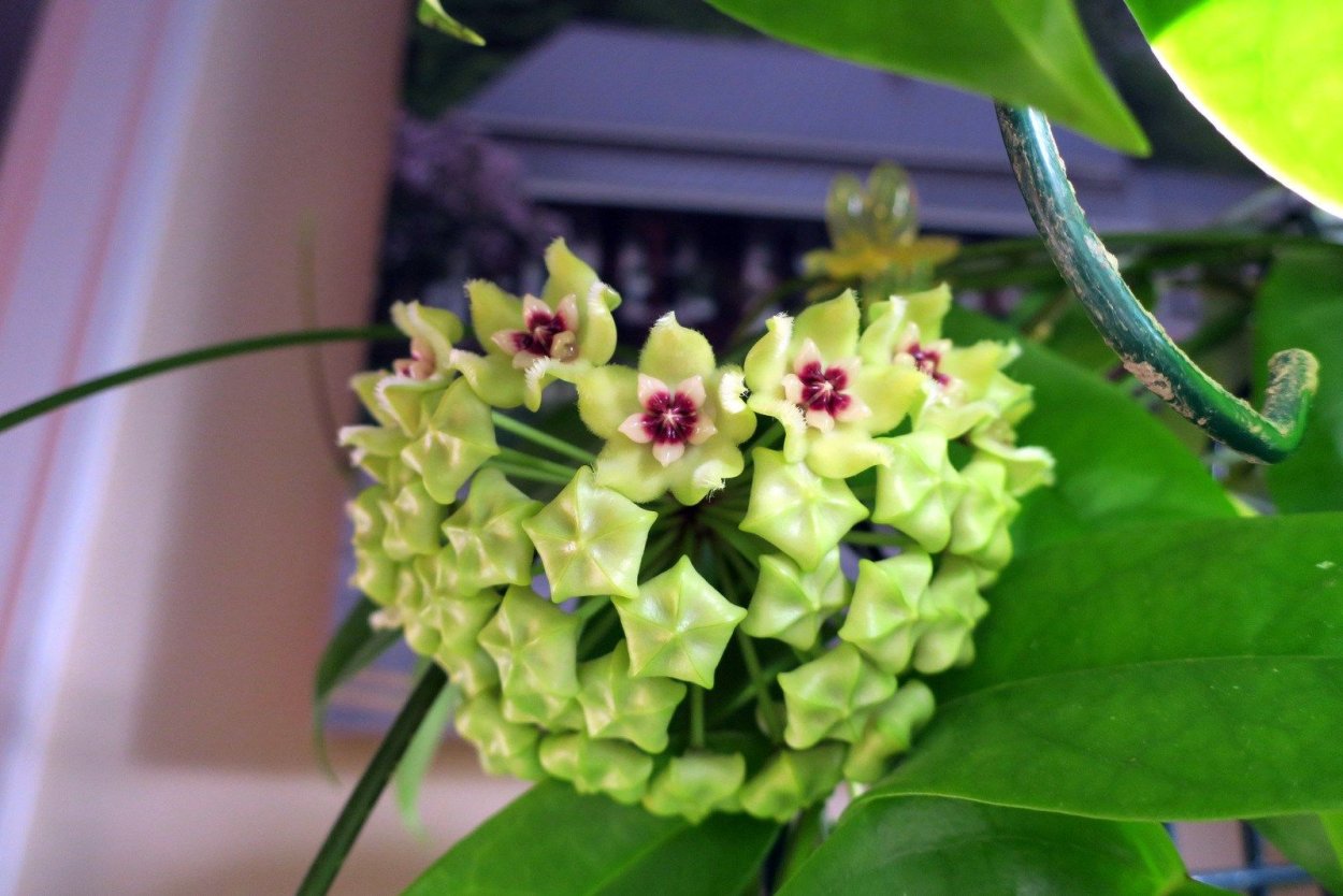 Хойя крокодил