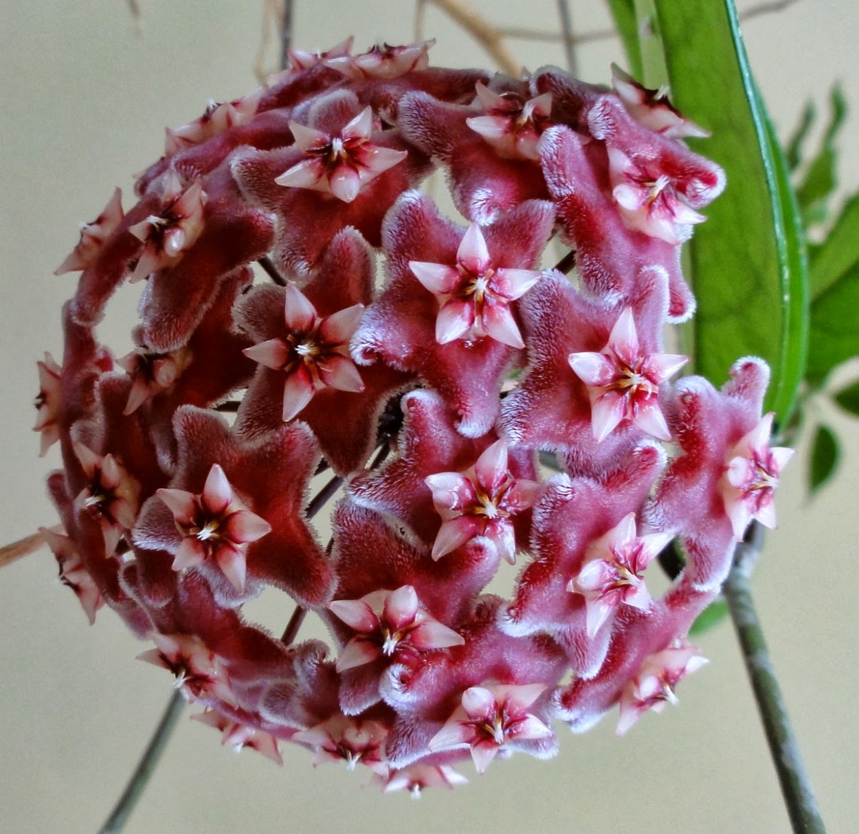 Хойя Пубикаликс Сильвер Сплеш