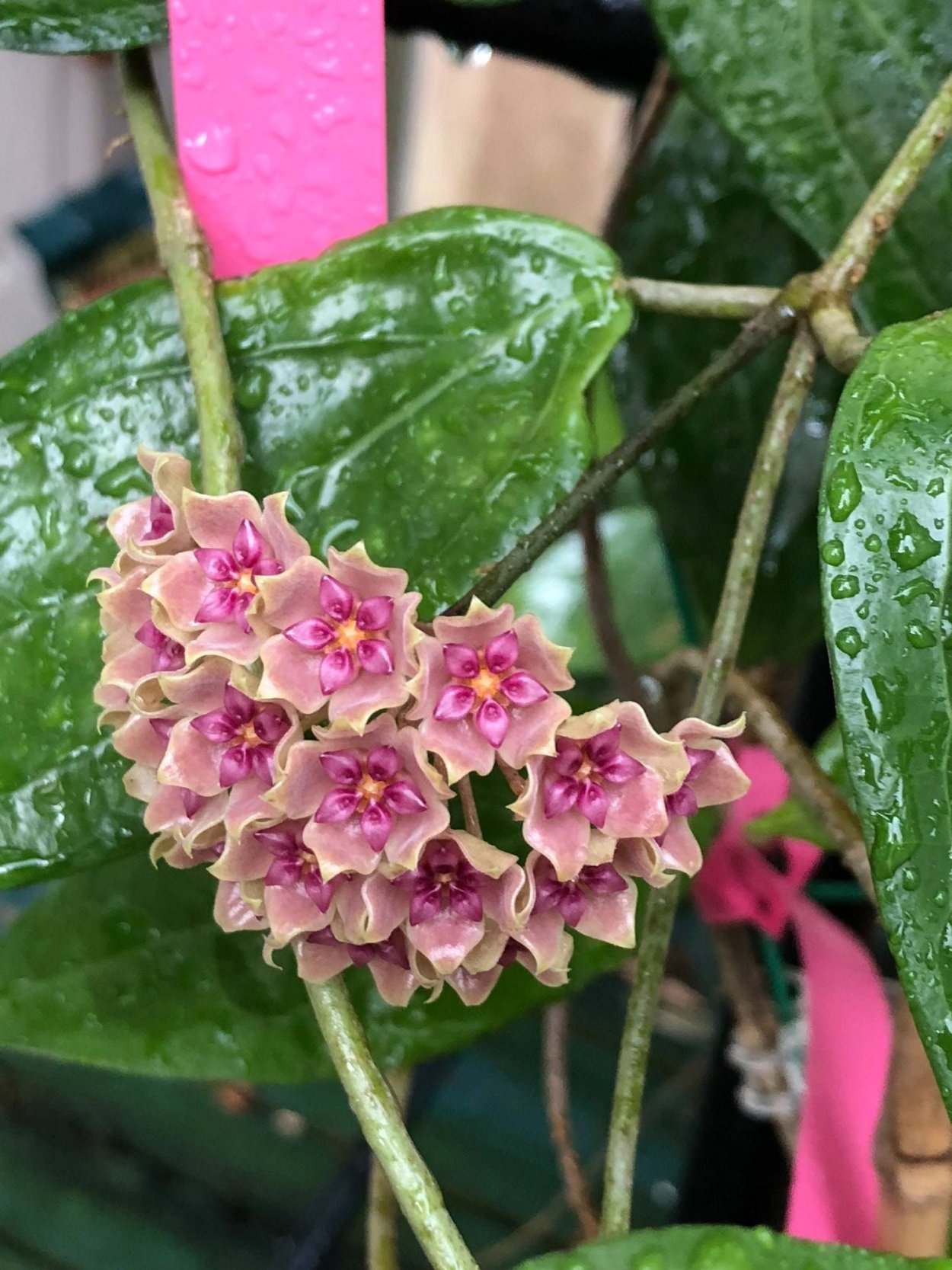 Хойя Hoya SP. UT-039 Flores Island