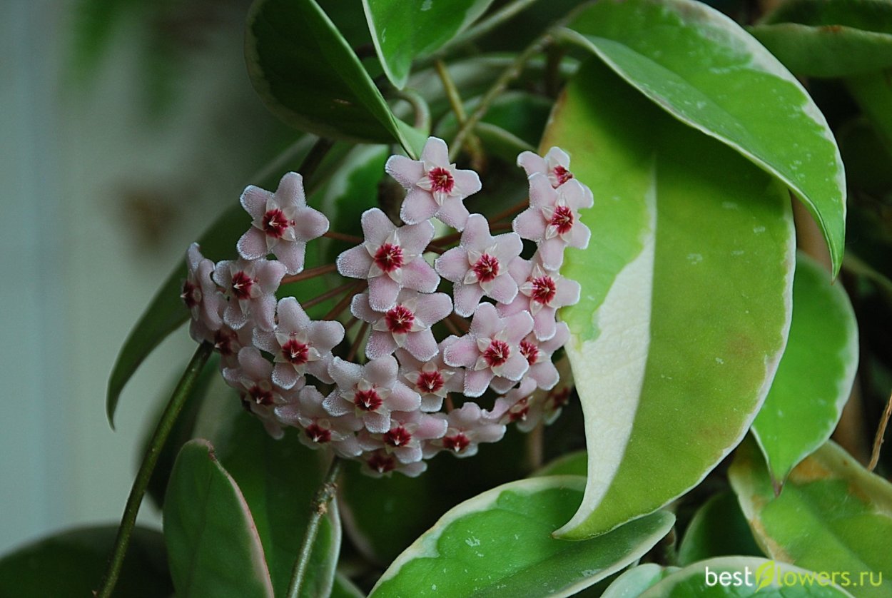 Хойя Карноза Кримсон