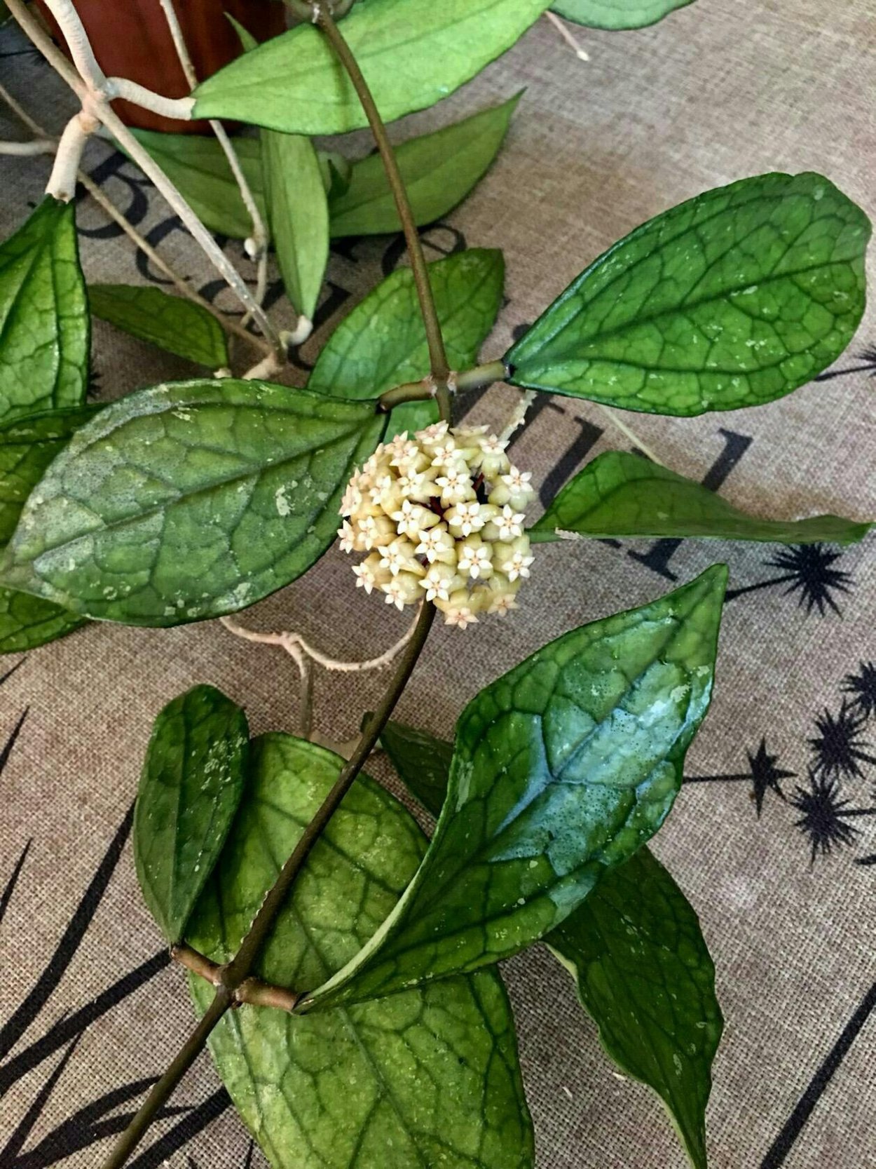 Хойя крассиопетиолата