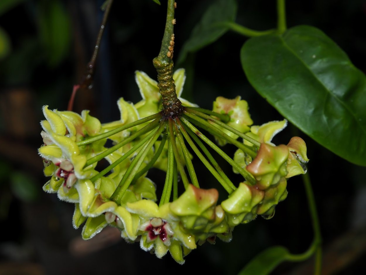 Хойя halconensis