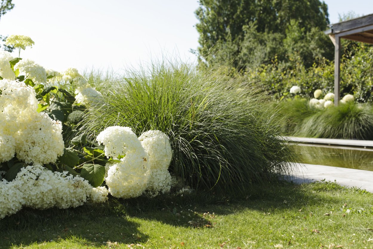 Гортензия метельчатая и злаки