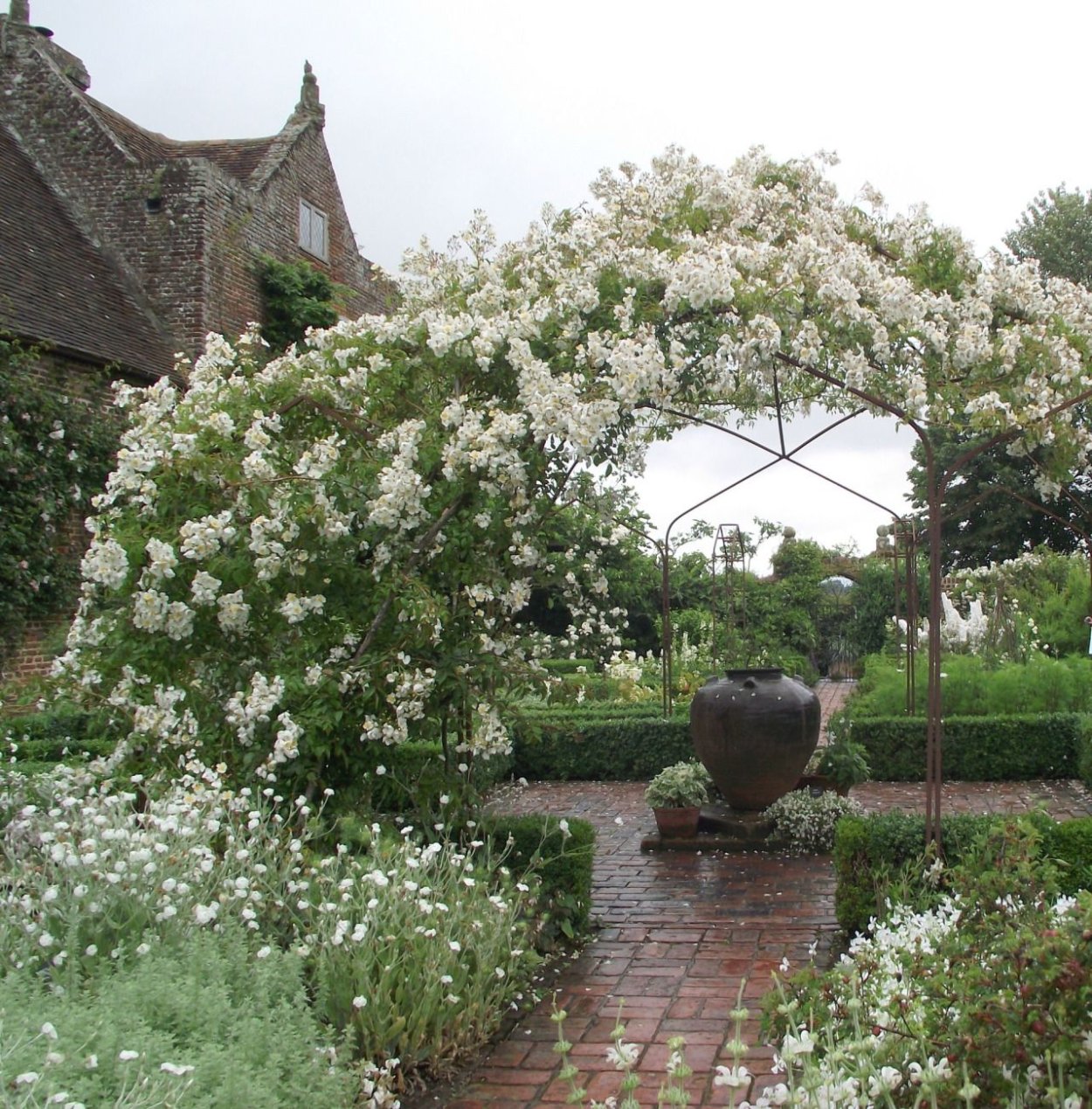 Моноцветник белый