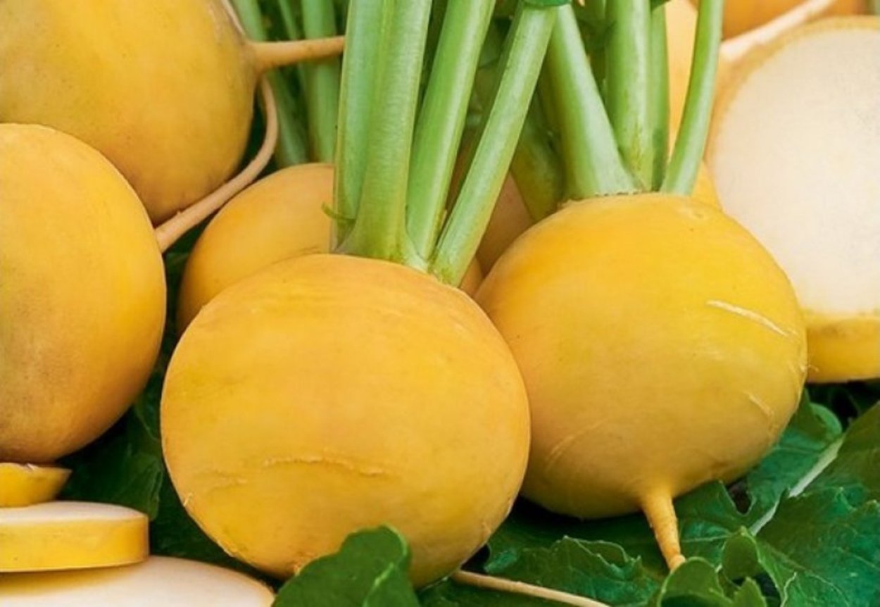 Репа Голден Болл