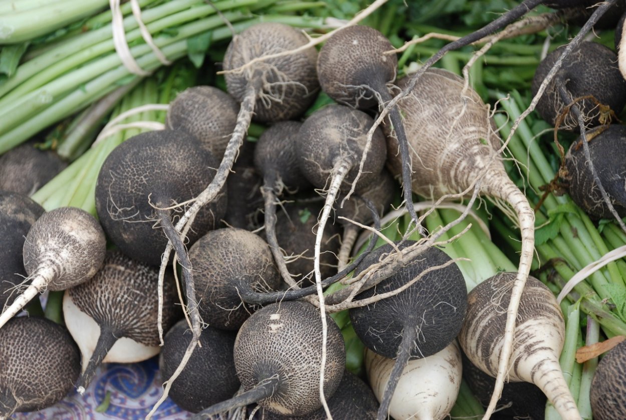 Редька посевная черная