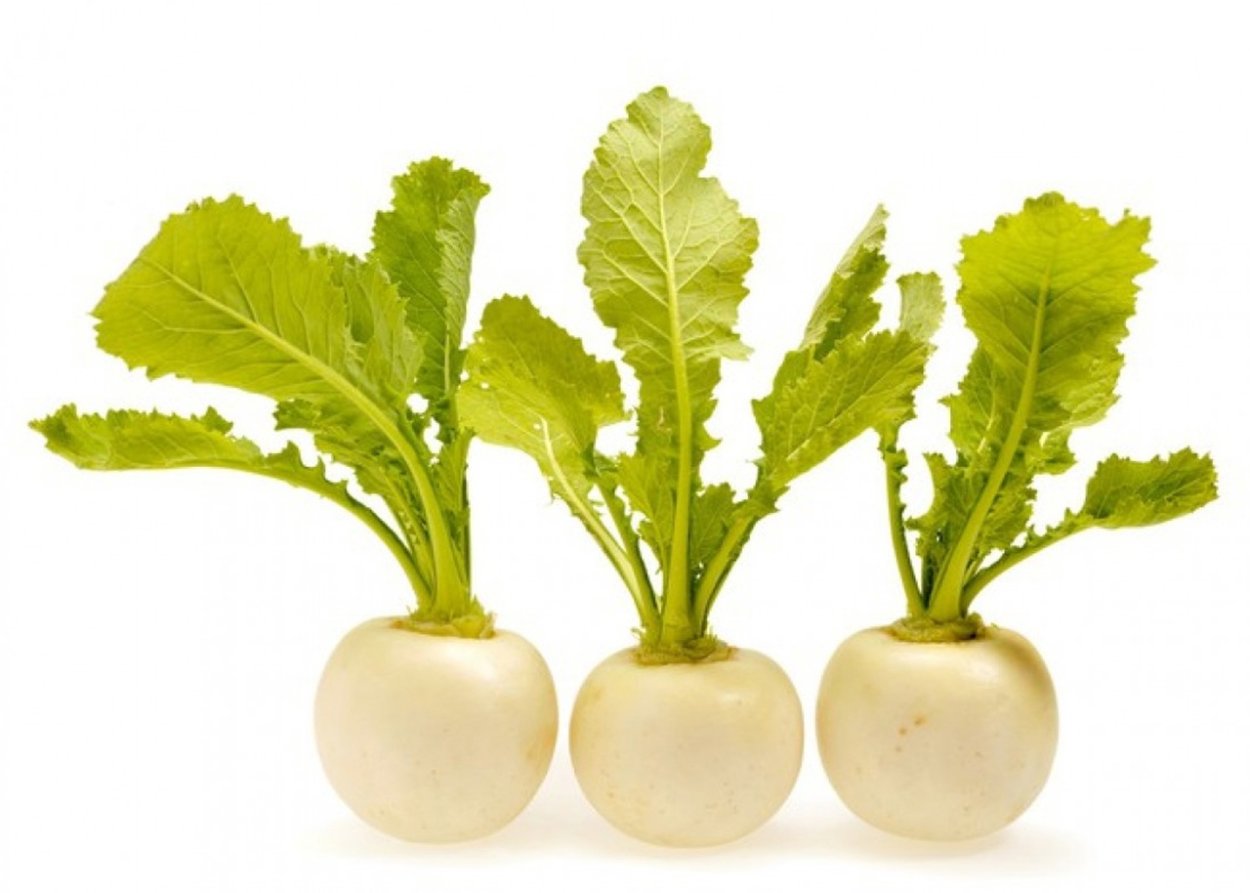 Репа с ботвой